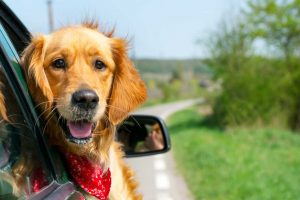 driving with pet safe