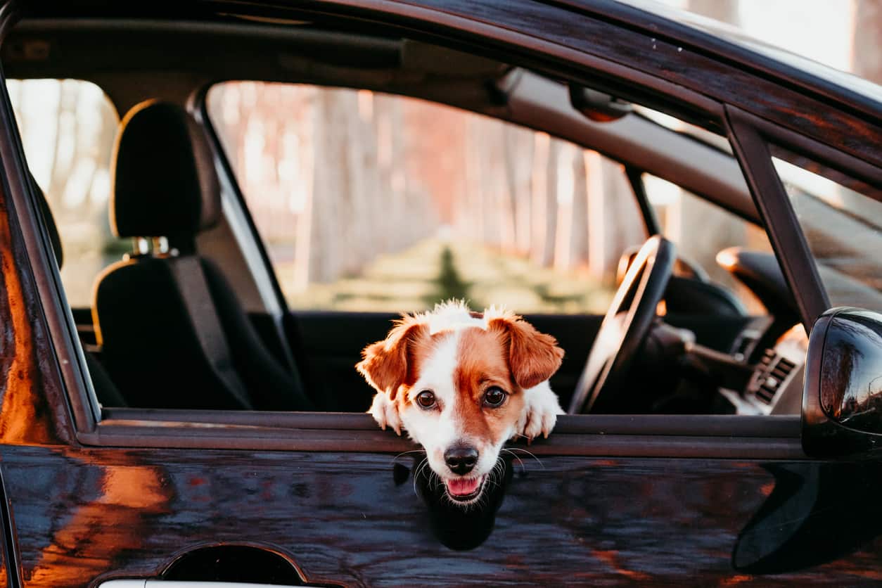 Can I Seek Compensation for Pet Injuries in a Car Accident?