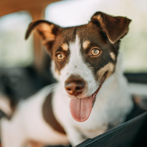 How Unrestrained Pets Can Lead to St. Louis Car Accidents